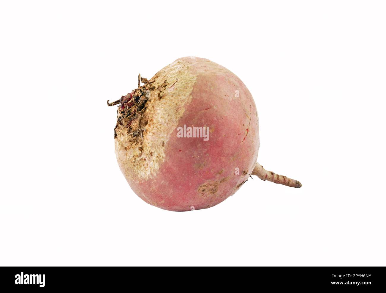 Chioggia turnip isolated on white background Stock Photo