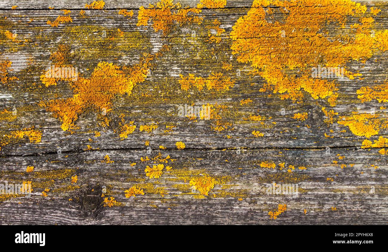 Old rustic wood background texture with yellow moss Stock Photo