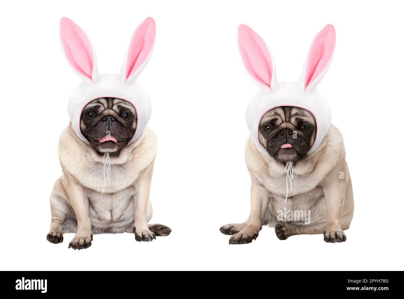 funny little easter pug puppy dogs, sitting down, wearing easter bunny cap with ears, isolated on white background Stock Photo