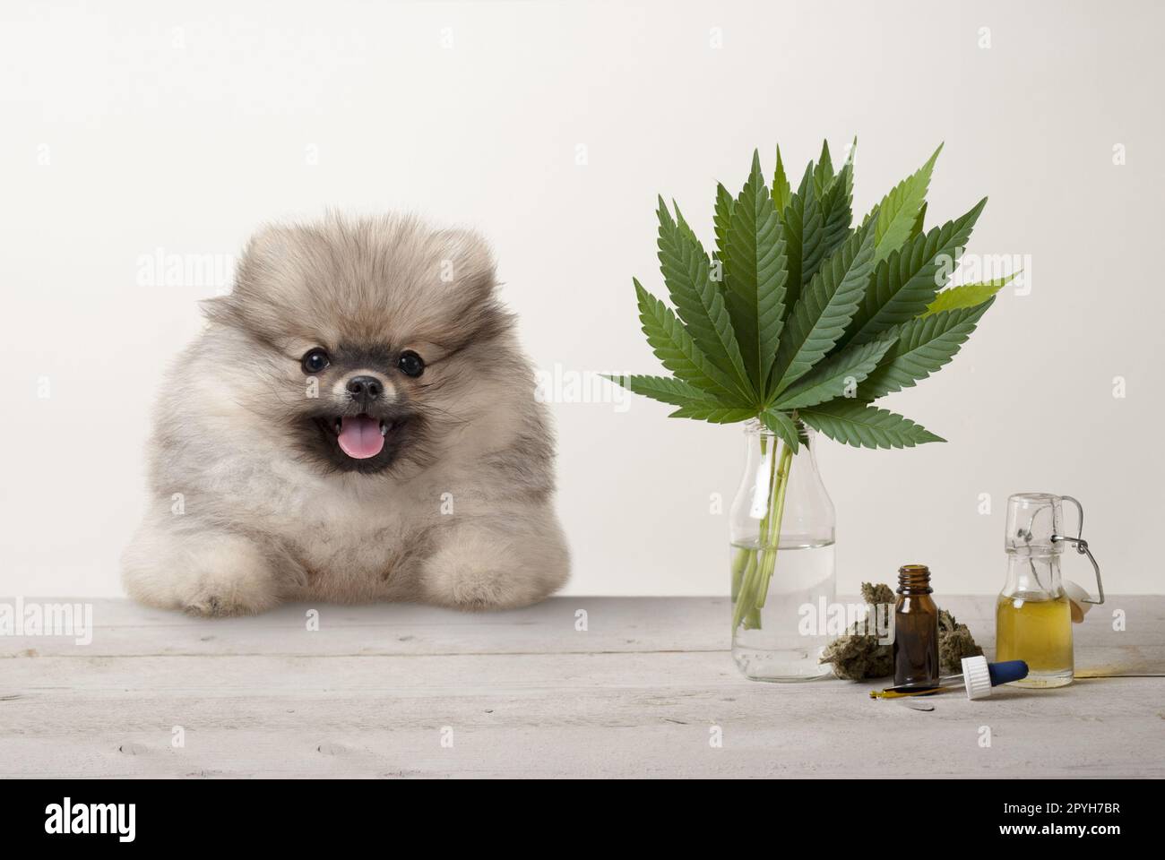 smiling pomeranian puppy dog and marujuana cannabis sativa weed leaves, flower bud and CBD oil in glass dropper bottle, on wooden table Stock Photo