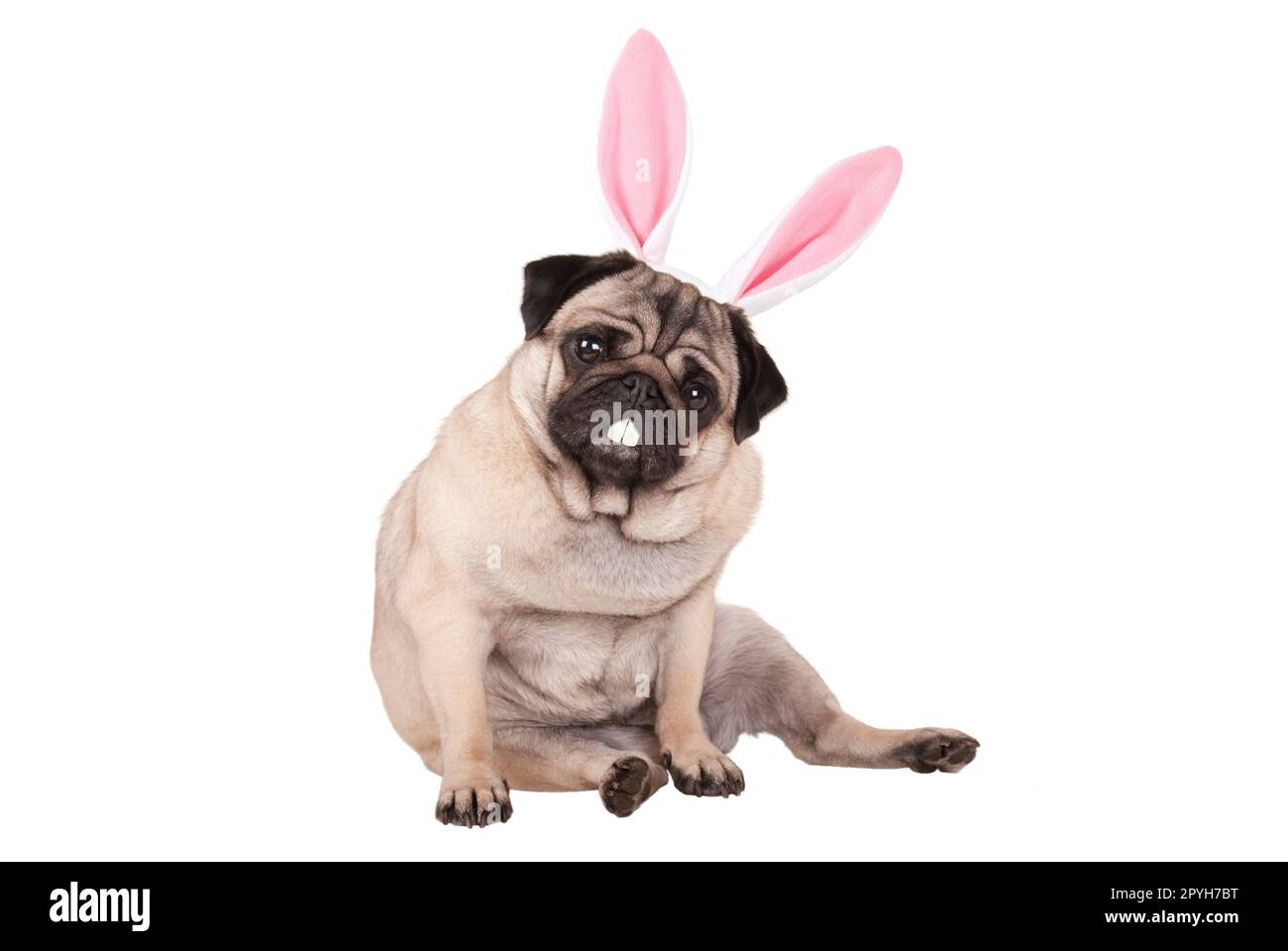 adorable cute pug puppy dog sitting down with easter bunny ears and teeth, isolated on white background Stock Photo