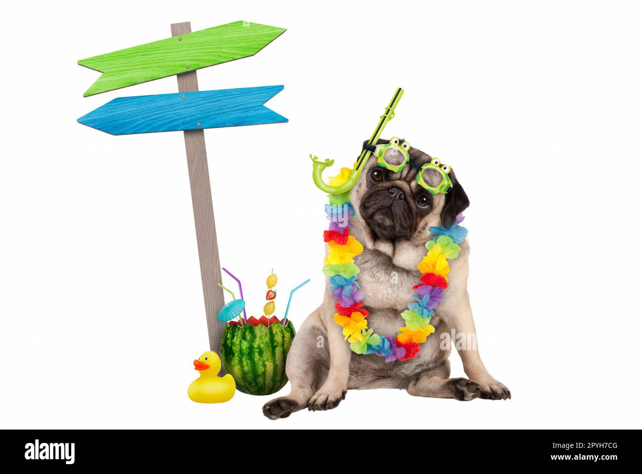 cute smart pug puppy dog sitting down with watermelon cocktail, wearing hawaiian flower garland, goggles and snorkel, next to wooden signpost with arrows, isolated on white background Stock Photo