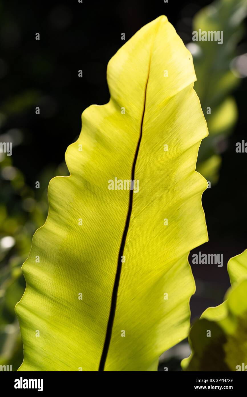 Single bird's nest fern leaf close up in the sunlight Stock Photo
