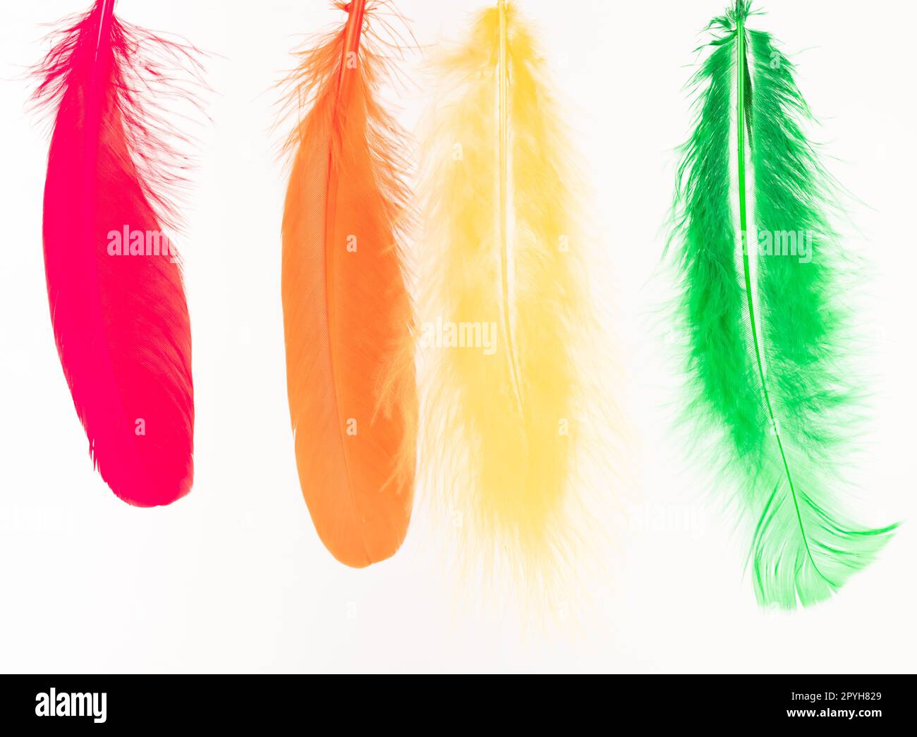 Red, orange, yellow and green feathers on white background Stock Photo