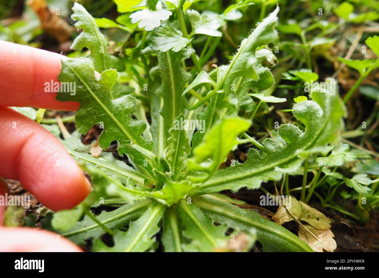 Limonium sinuatum or Statice, Wavyleaf Sea Lavender, herbaceous perennial or annual from Mediterranean. Planting a plant in the ground. Dropping seedlings into the soil or flower box. Women's fingers. Stock Photo