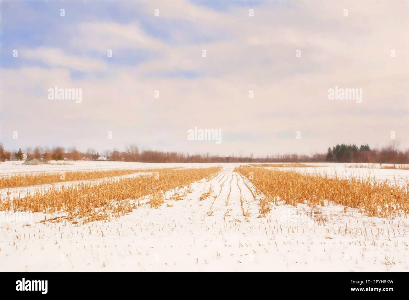 Stark Winter Day Stock Photo