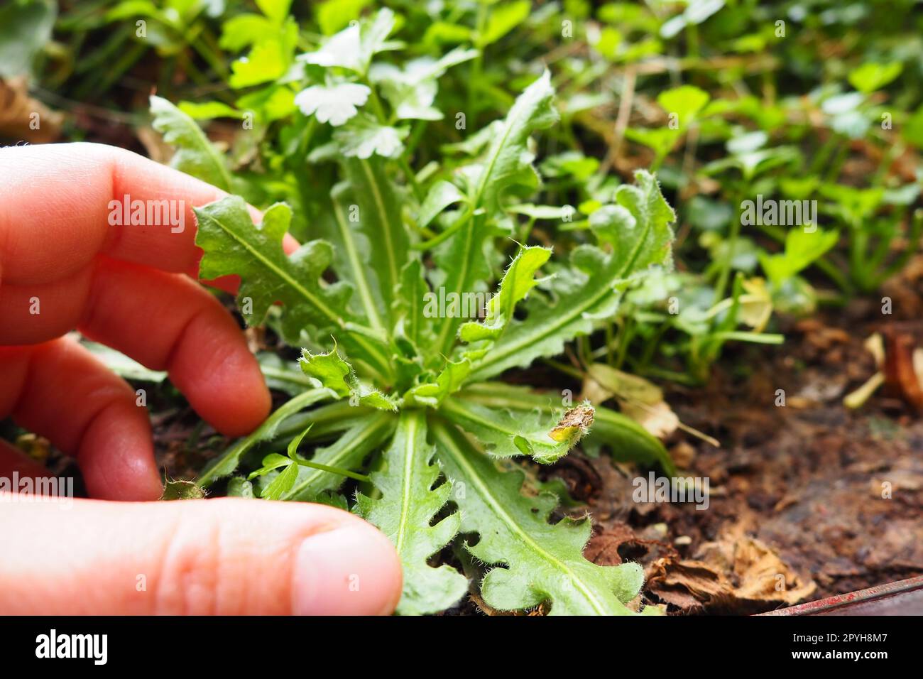 Limonium sinuatum or Statice, Wavyleaf Sea Lavender, herbaceous perennial or annual from Mediterranean. Planting a plant in the ground. Dropping seedlings into the soil or flower box. Women's fingers. Stock Photo