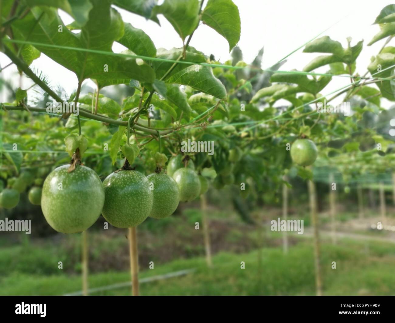 passiflora edulis creeping fruits farm Stock Photo