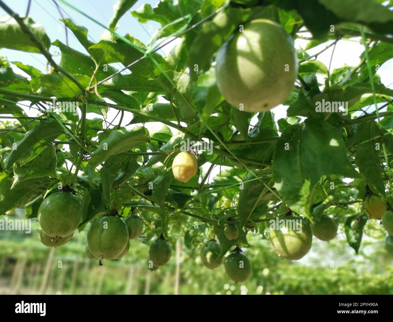 passiflora edulis creeping fruits farm Stock Photo