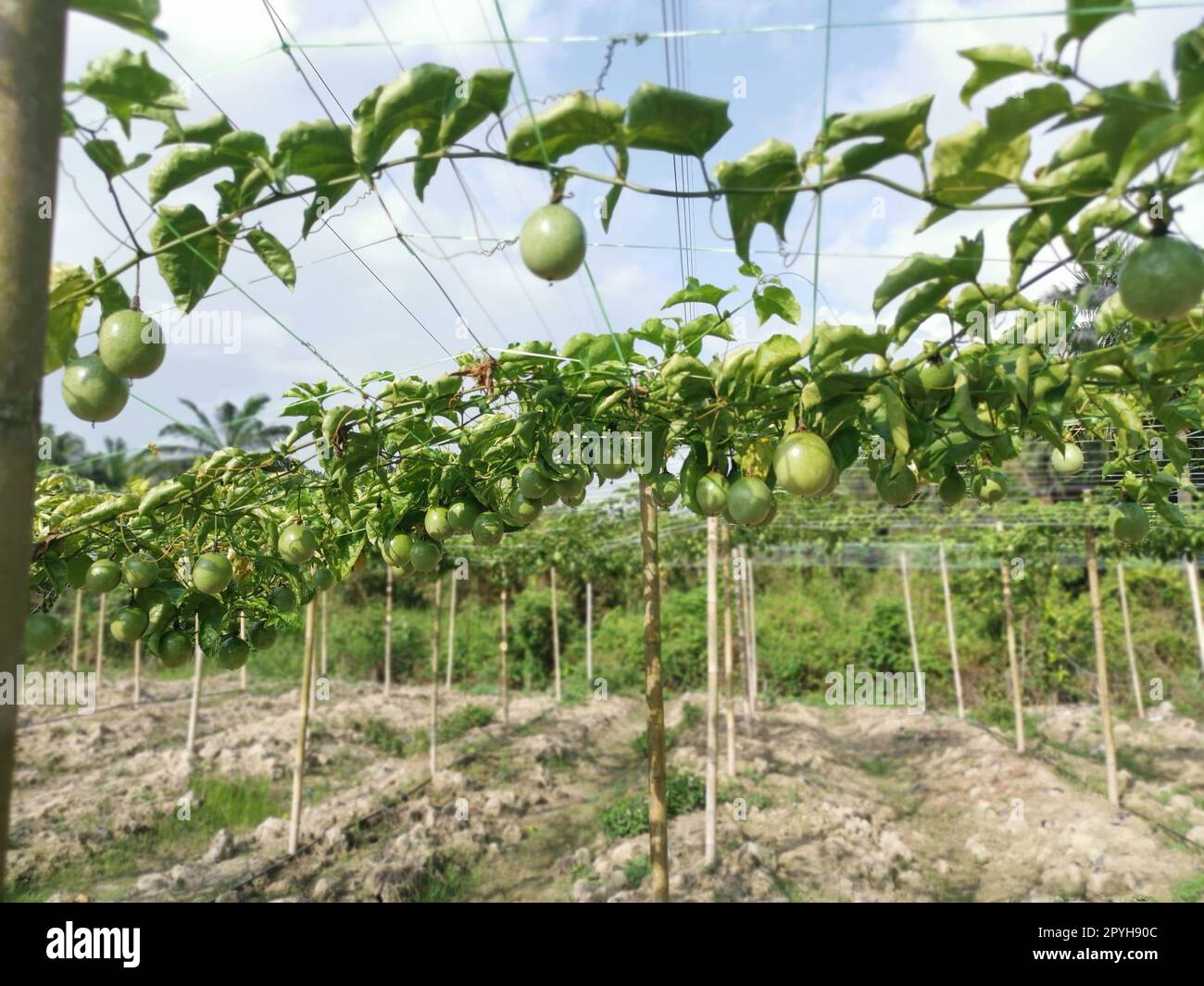 passiflora edulis creeping fruits farm Stock Photo