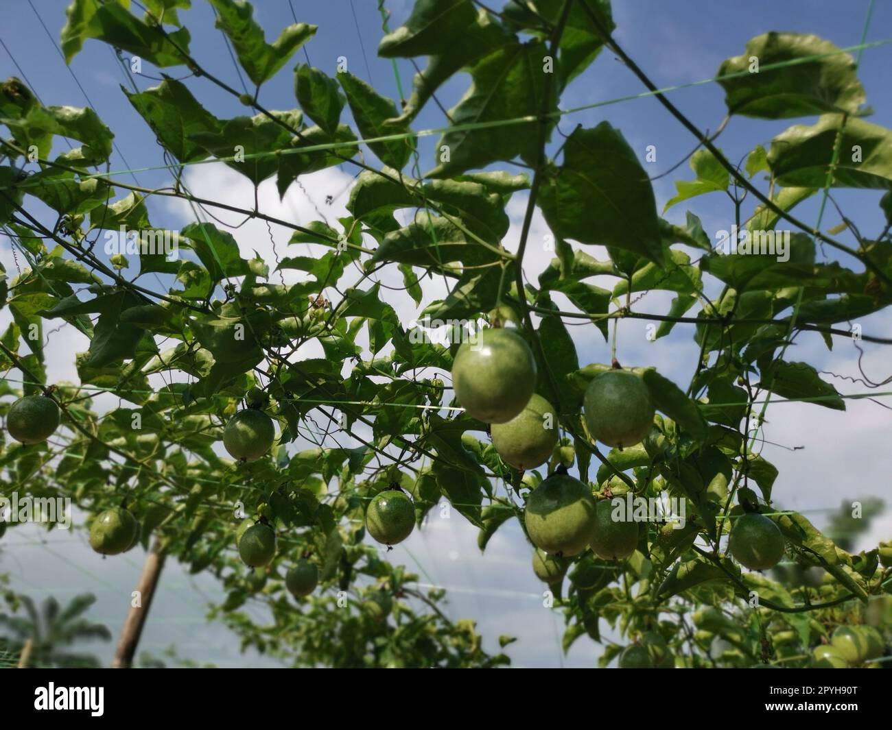 passiflora edulis creeping fruits farm Stock Photo