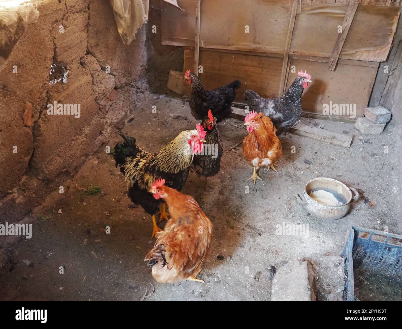 chicken in the barn. Chickens and roosters in a rustic ambience. Brown