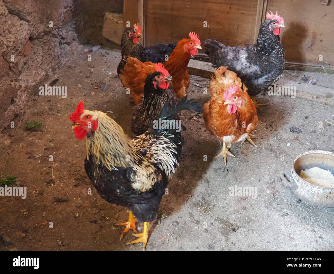 chicken in the barn. Chickens and roosters in a rustic ambience. Brown