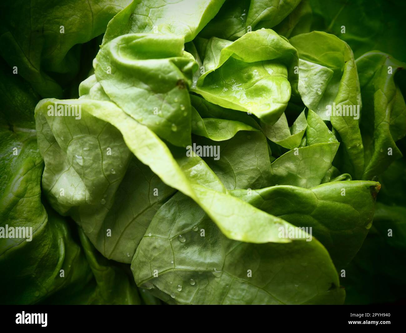 lettuce. An annual herb of the genus Lettuce of the Asteraceae family. Delicious fortified leaves. Green salad or side dish. Fresh herbs for healthy eating Stock Photo
