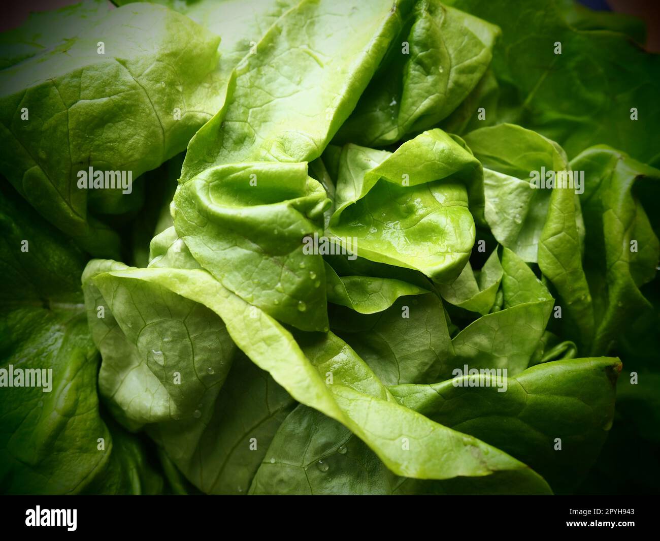 lettuce. An annual herb of the genus Lettuce of the Asteraceae family. Delicious fortified leaves. Green salad or side dish. Fresh herbs for healthy eating Stock Photo