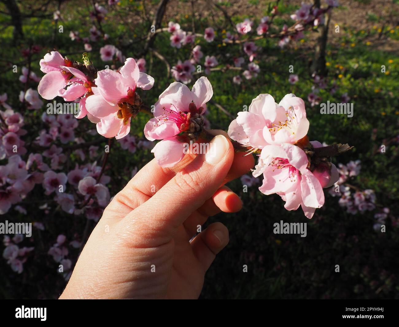 A female hand holds a branch with pink flowers. Pink flowers on the tree. Beautiful wild flowering in the spring garden. Cherry or plum branches with buds. Agriculture and horticulture. Stock Photo