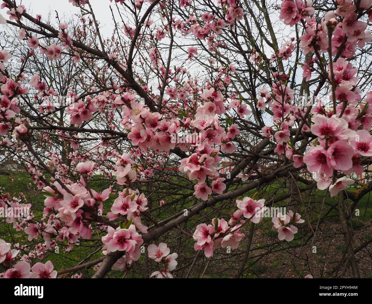 Apricot or peach branch with flowers in spring bloom. A buzzing bee is ...