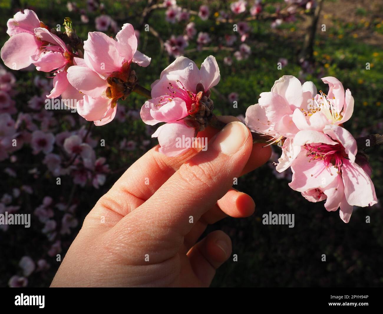 A female hand holds a branch with pink flowers. Pink flowers on the tree. Beautiful wild flowering in the spring garden. Cherry or plum branches with buds. Agriculture and horticulture. Stock Photo