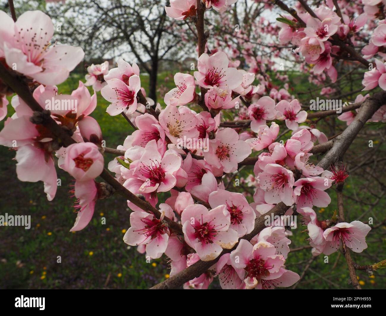 Purple sakura flowers hi-res stock photography and images - Alamy