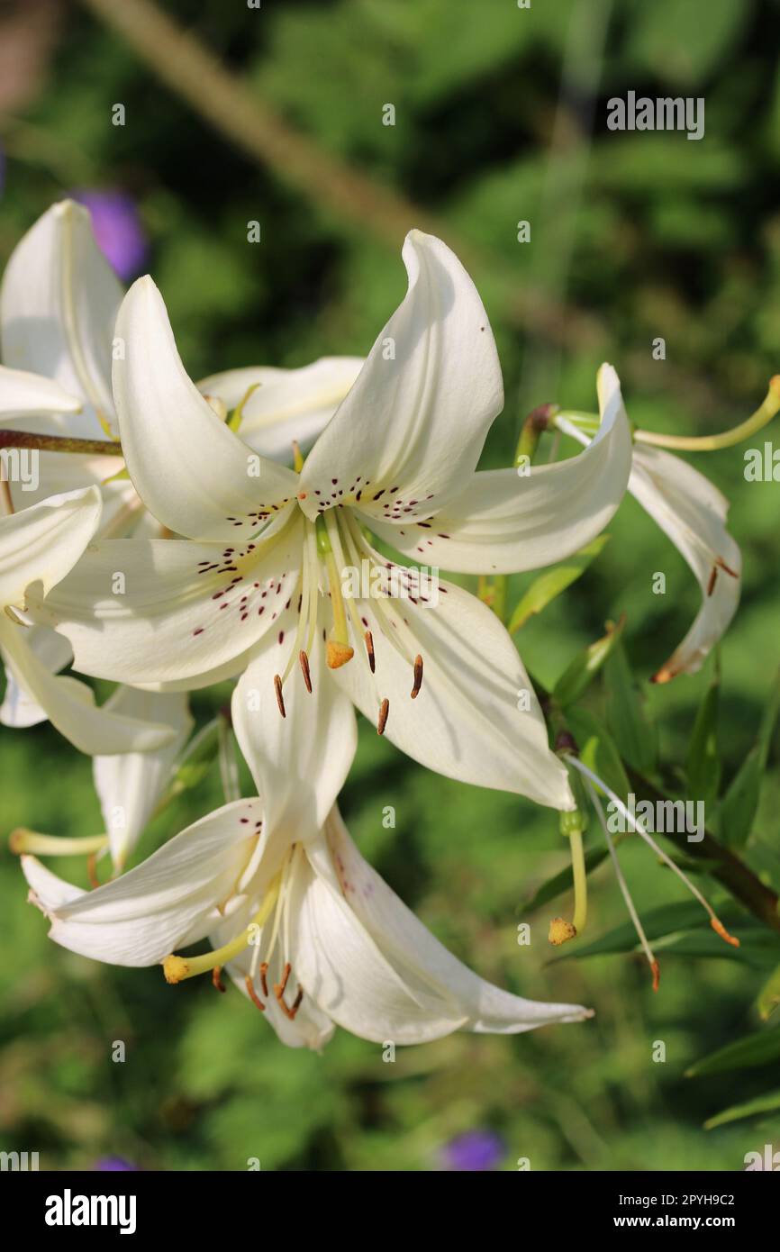 White lily flowers in close up Stock Photo