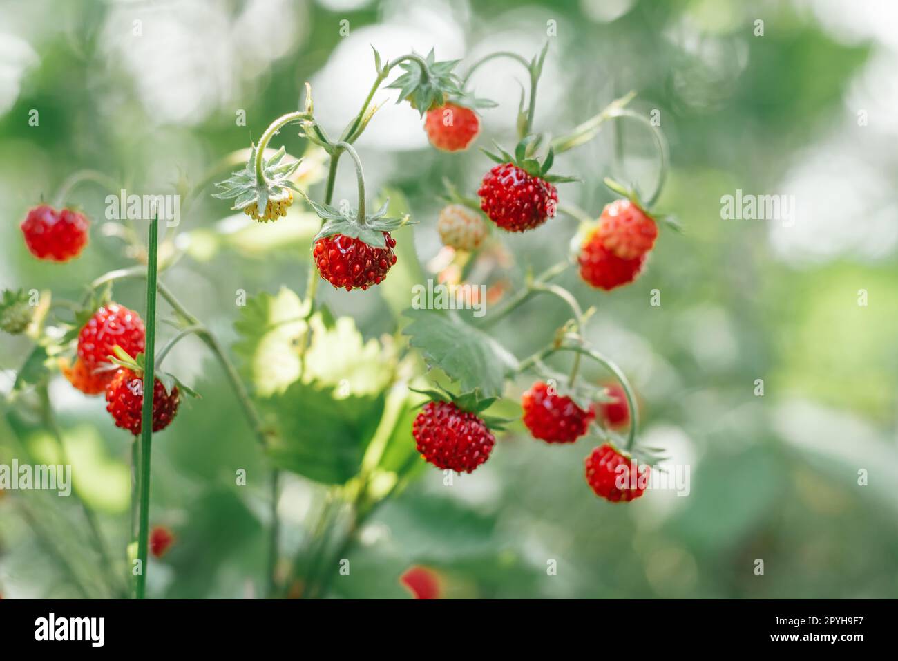 Wild strawberry bush with tasty ripe red berries and green leaves grow in green grass in wild meadow. Copy space. Macro. Stock Photo