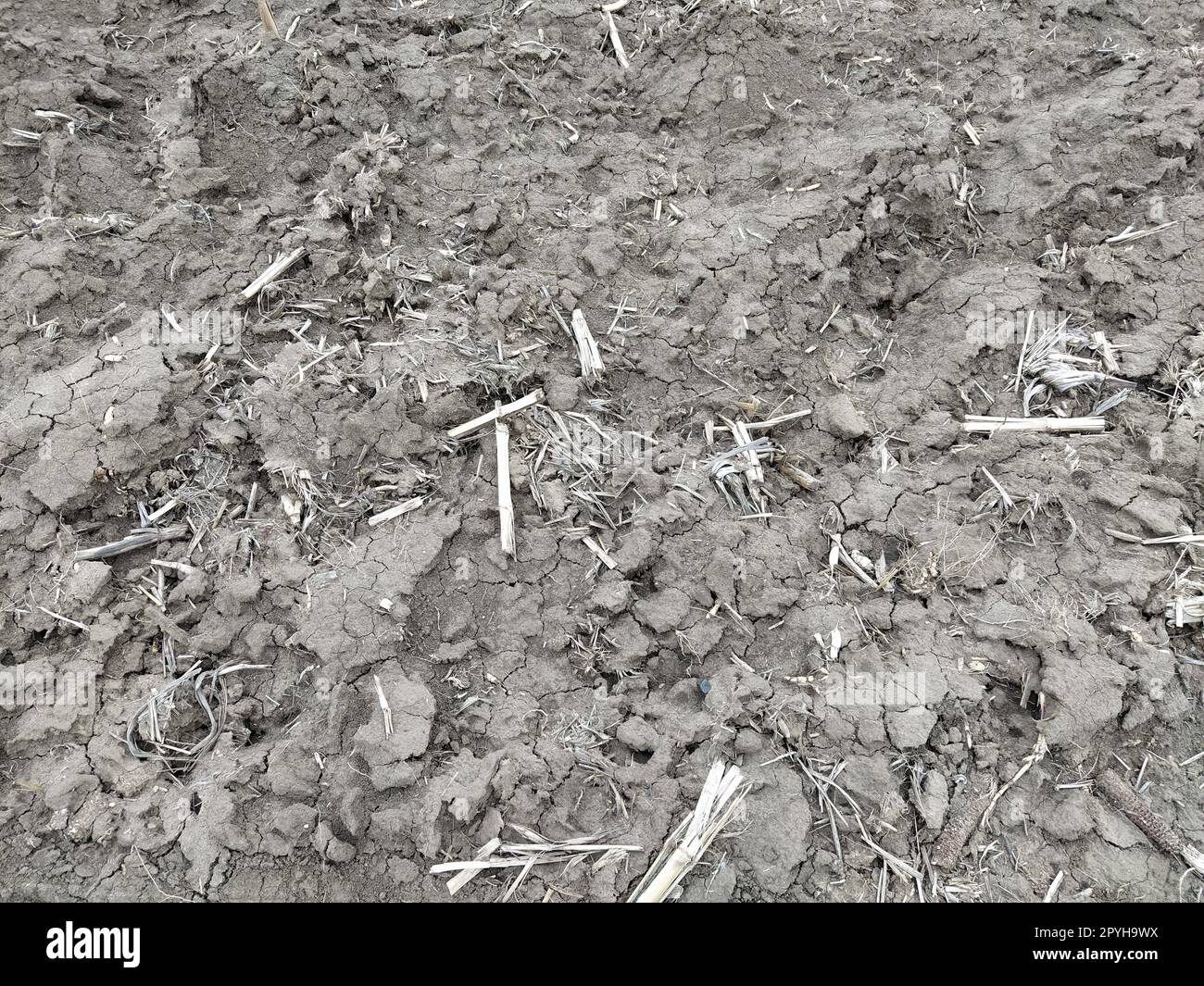 Oilcake remaining after harvesting corn on the ground. Clay, furrows