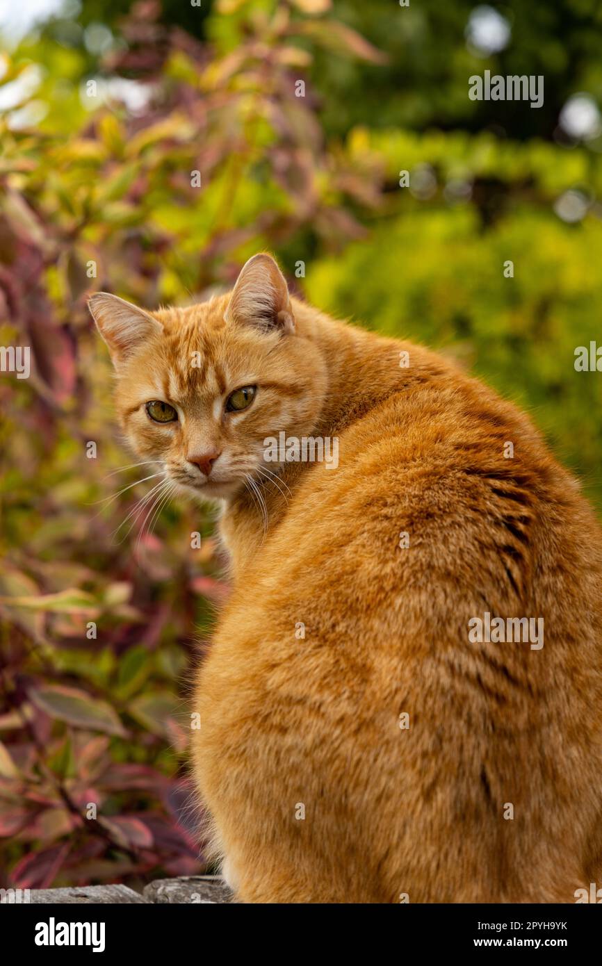 red haired cat in a garden Stock Photo