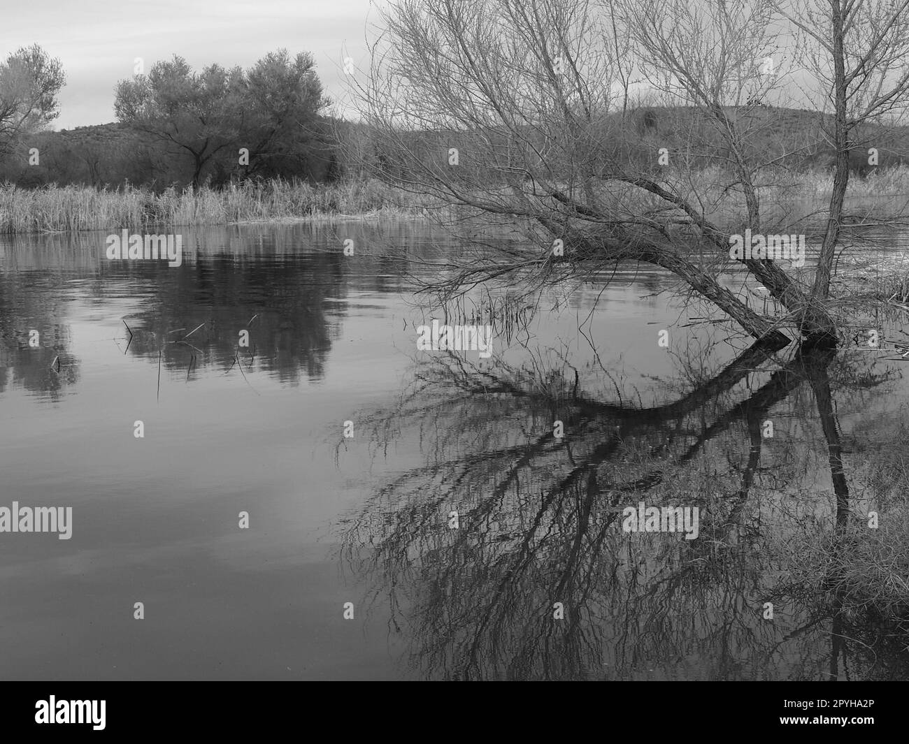 Salt River in Arizona showing heavy flow after snow melt and rains. Black  and white landscape of flooding Salt River Stock Photo