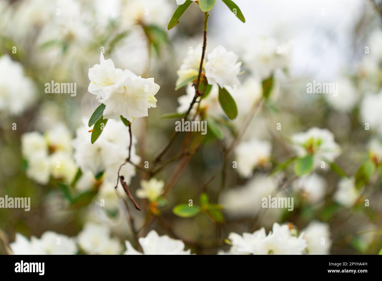 Close-up of white rhododendron April Snow flowers Stock Photo