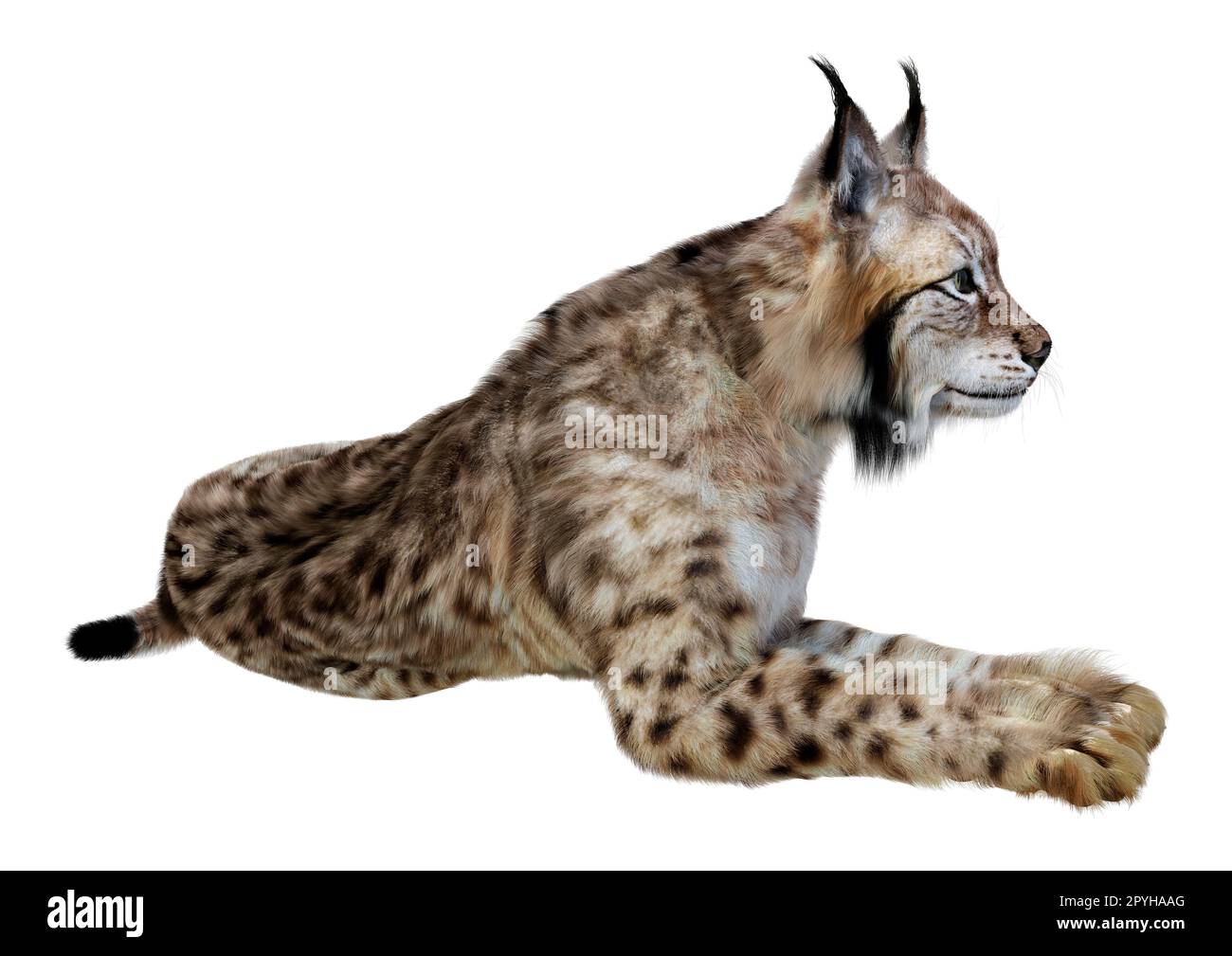 3D rendering of a wild animal lynx isolated on white background Stock Photo