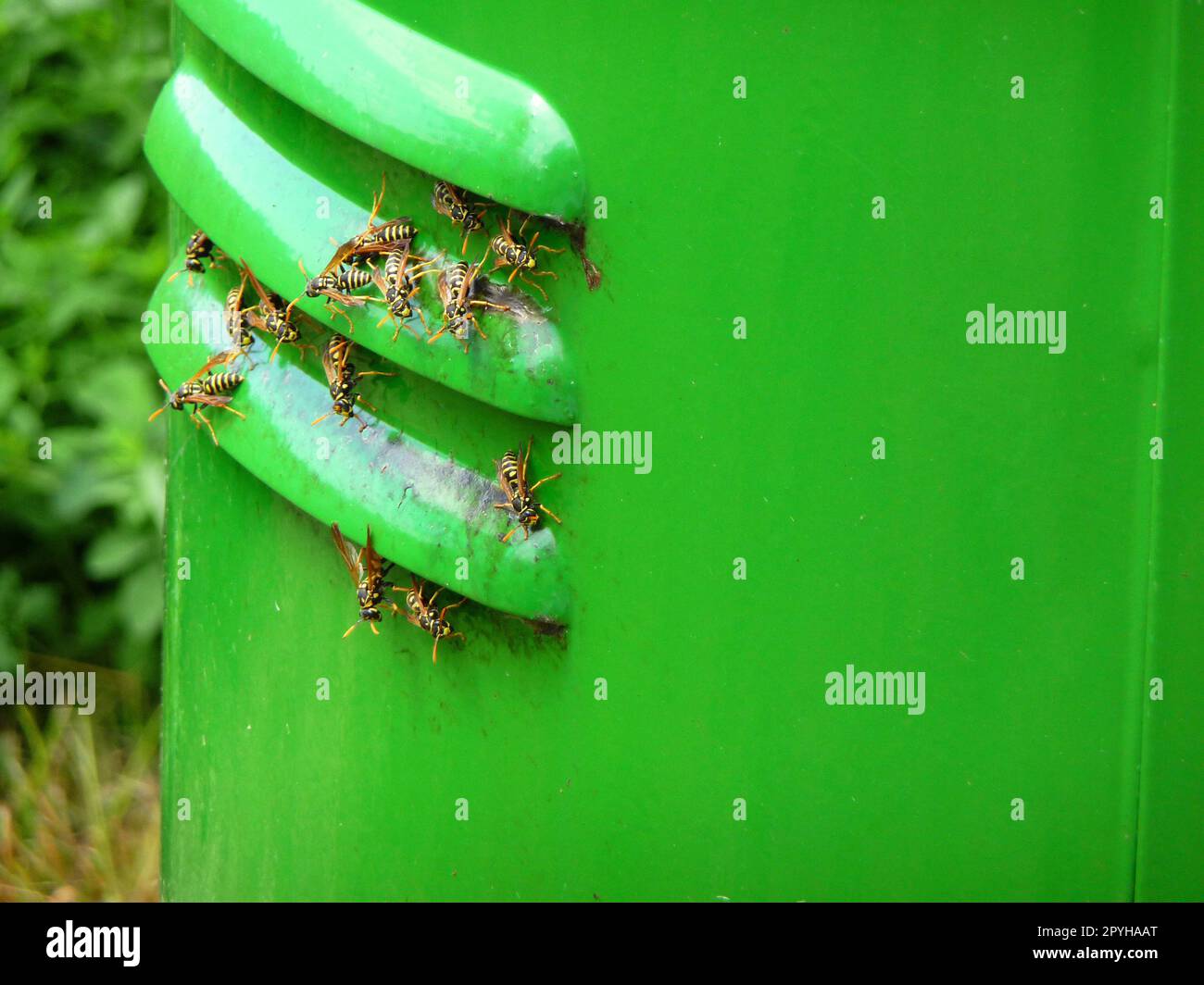 Wasps Stock Photo