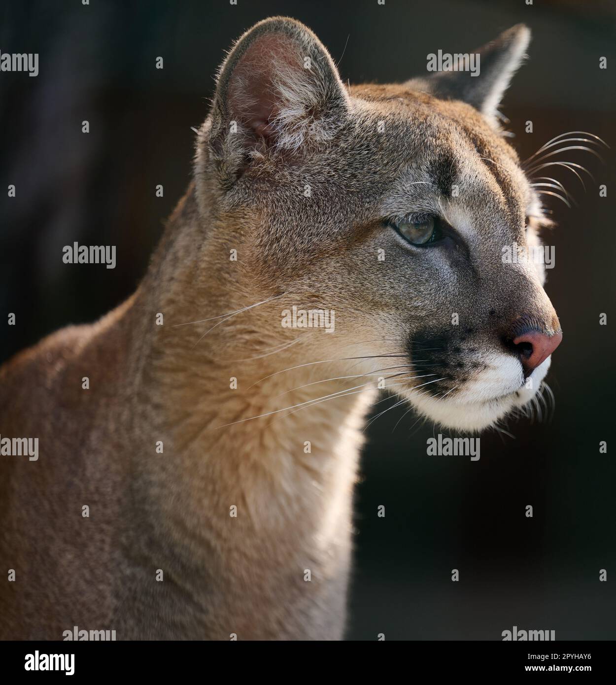 female-cougar-hi-res-stock-photography-and-images-alamy