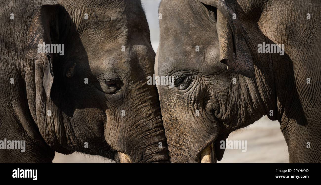 Two adult elephants walk in nature, spring day Stock Photo