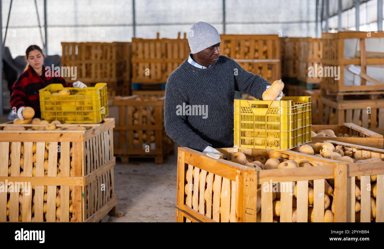 Farmer sorting fresh pumpkins in crates Stock Photo
