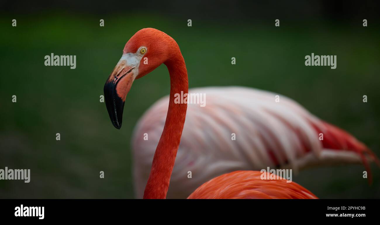 Red flamingo stands in nature, wild bird Stock Photo