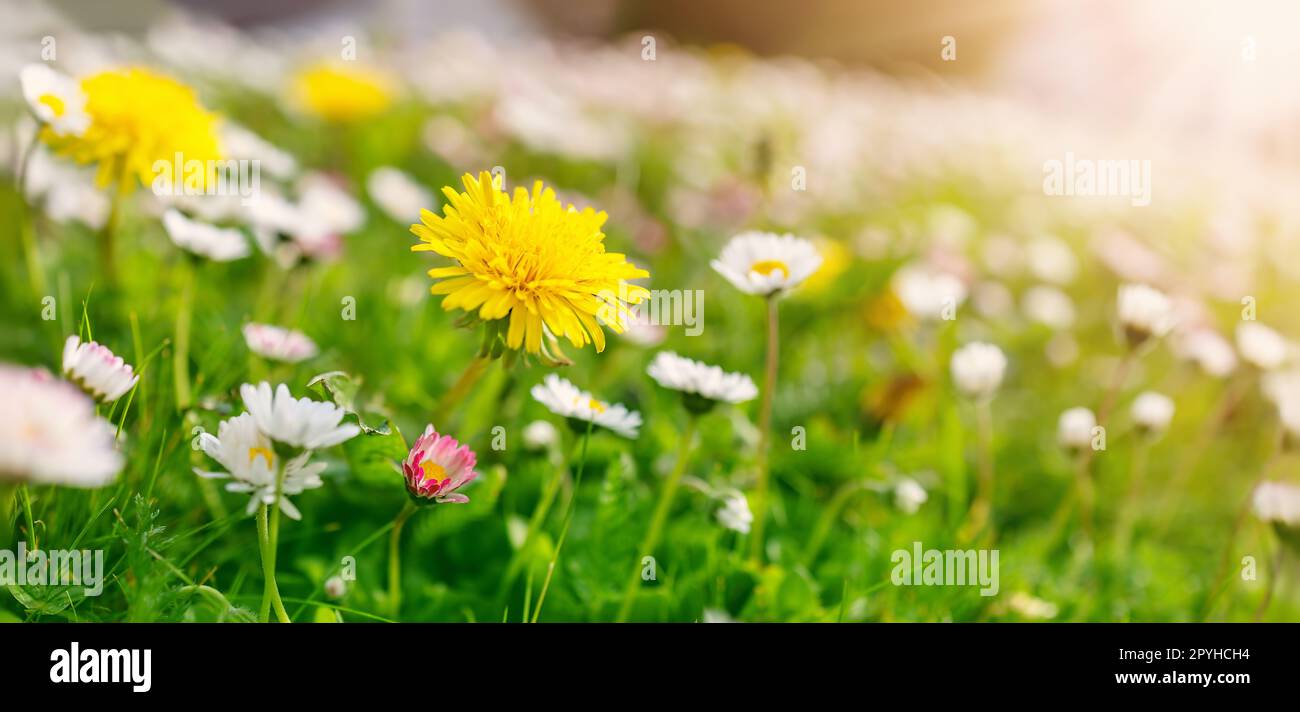 Meadow with lots of white and pink spring daisy flowers and yellow dandelions in sunny day. Stock Photo
