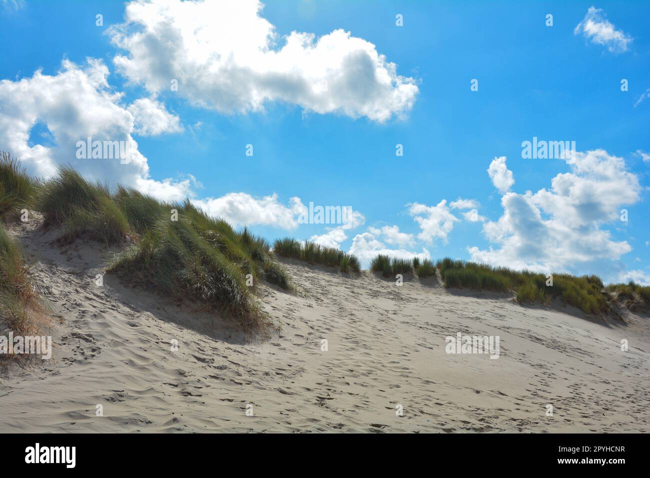 Beach oat in the sandy dunes on the North Sea coast in the Netherlands ...