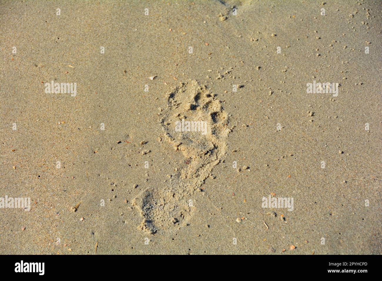 Footprint in the sand Stock Photo