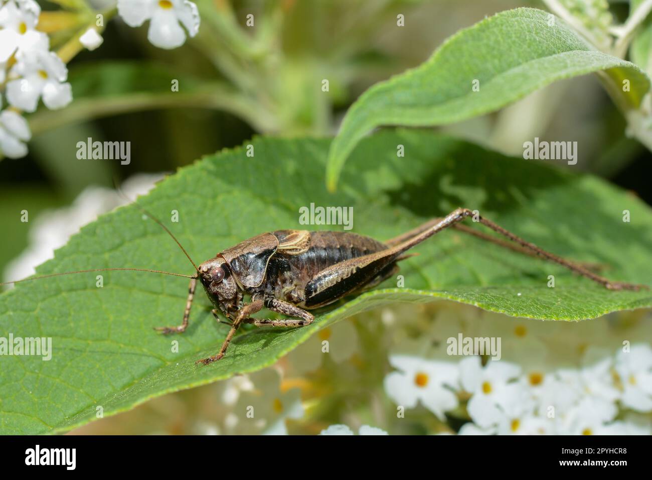 Brown grasshopper on leaf Stock Photo
