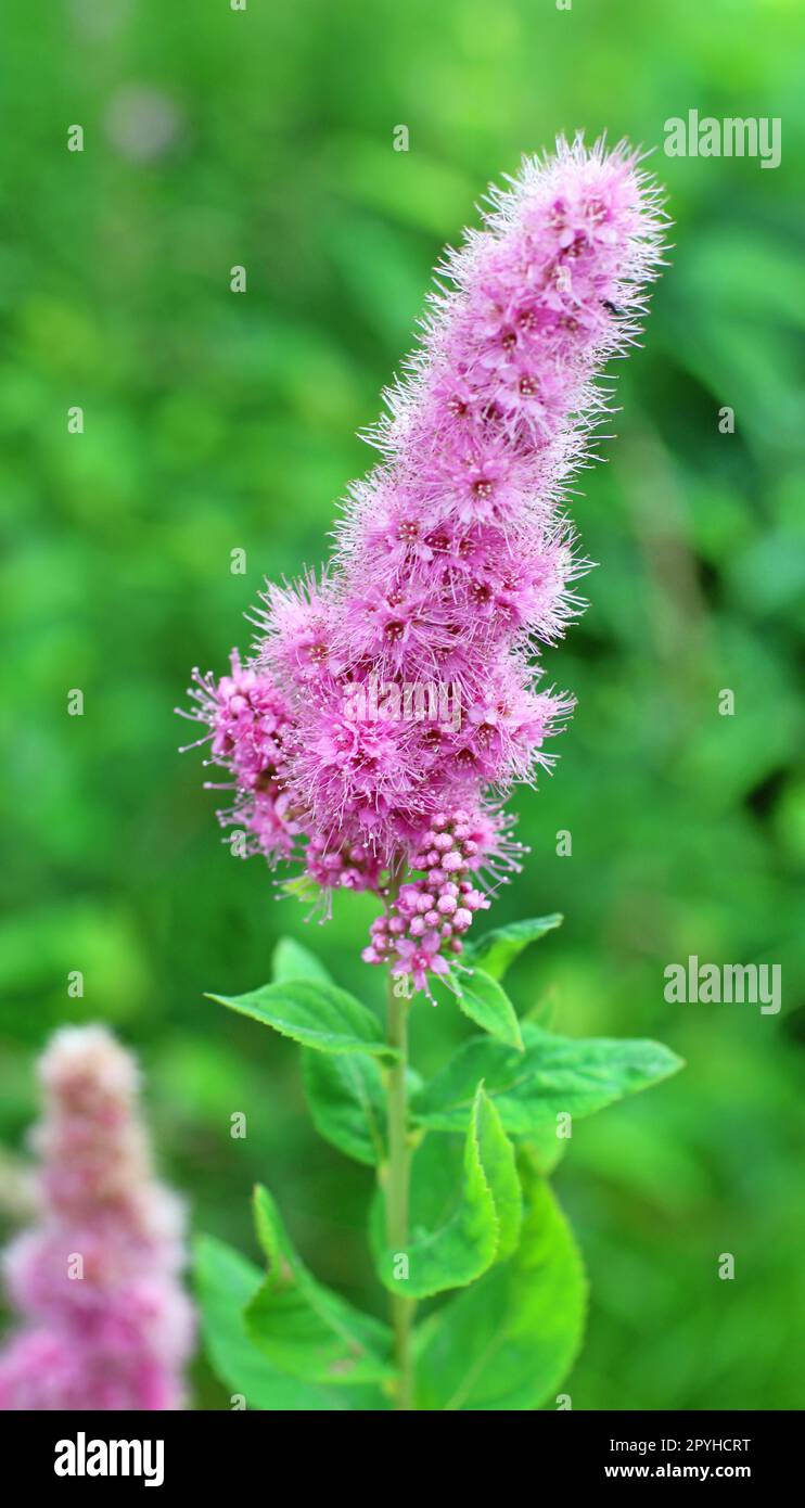 spirea inflorescence of pink flowers Stock Photo