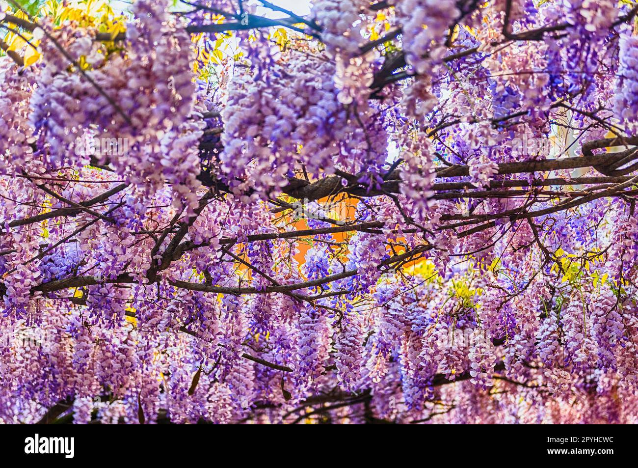 Beautiful purple wisteria flowers in spring Stock Photo