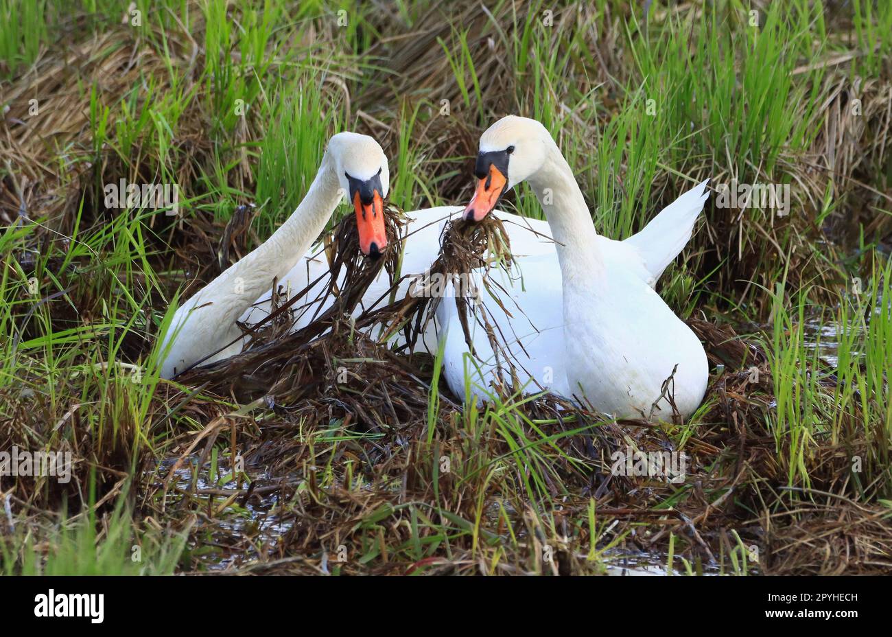 Mute swan couple constructing the nest Stock Photo
