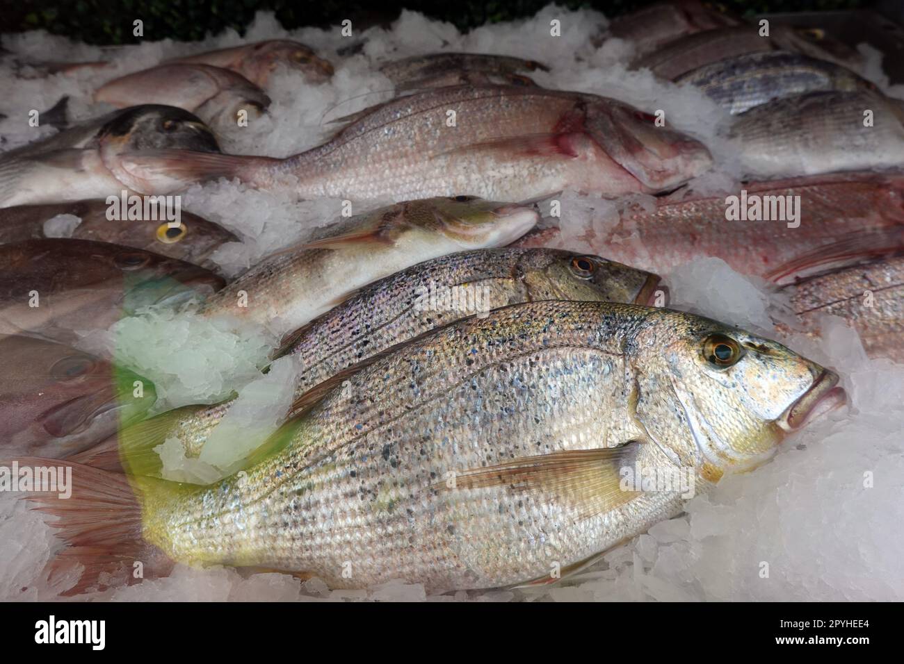 frische Speisefische in der Auslage eines Fischrestaurants Stock Photo