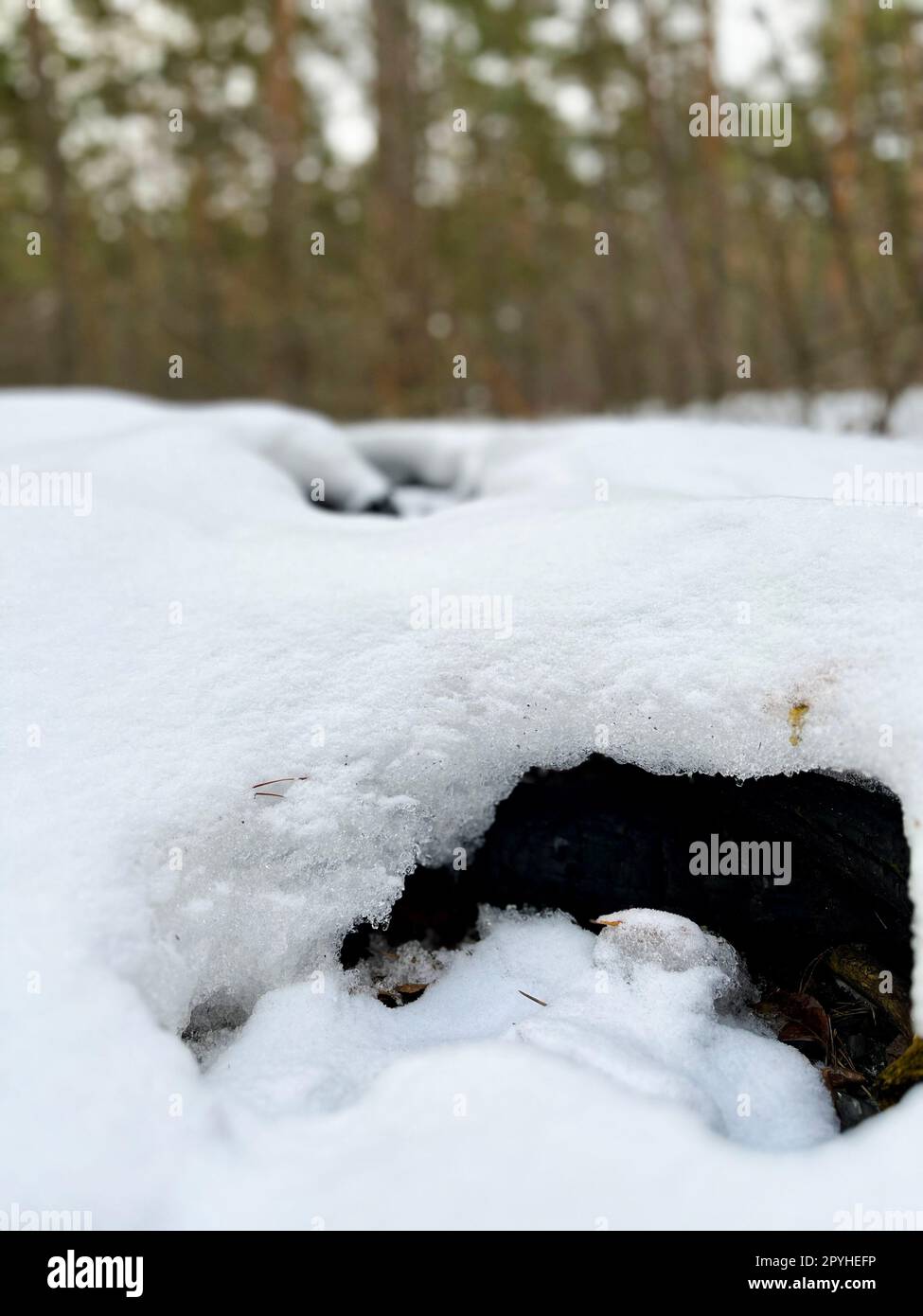 snowy white snowdrift in a pine forest Stock Photo