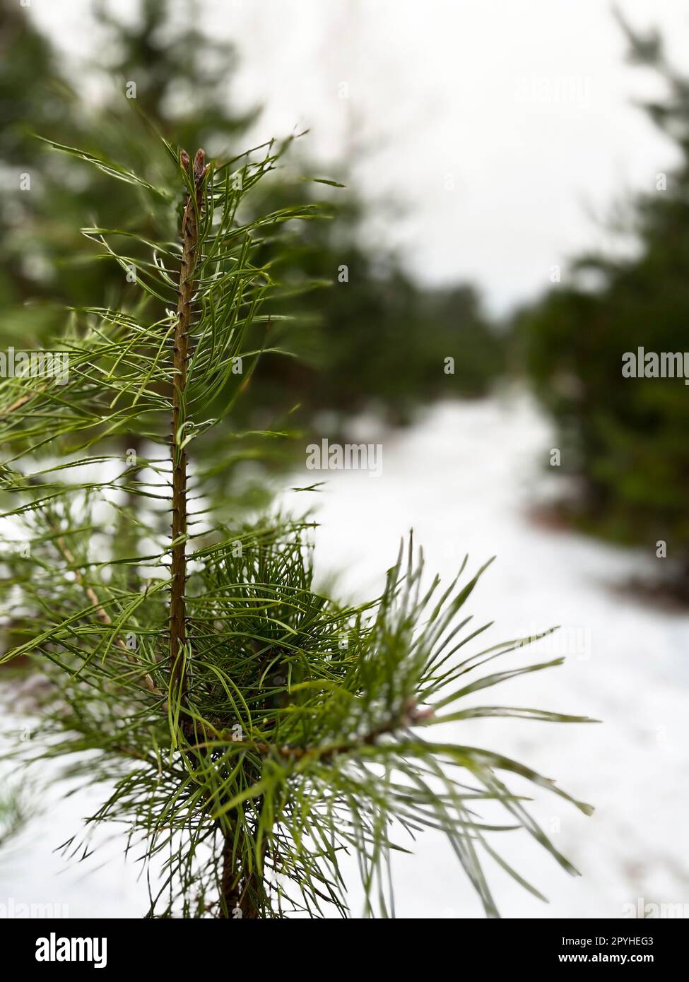 Photo branch pine tree hi-res stock photography and images - Alamy