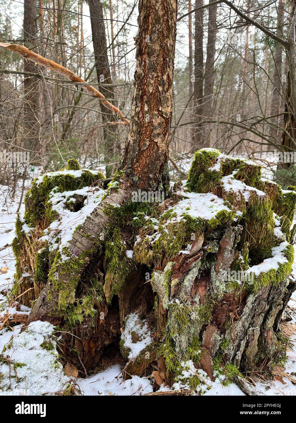 in winter, there is a pine tree with roots covered with moss in the