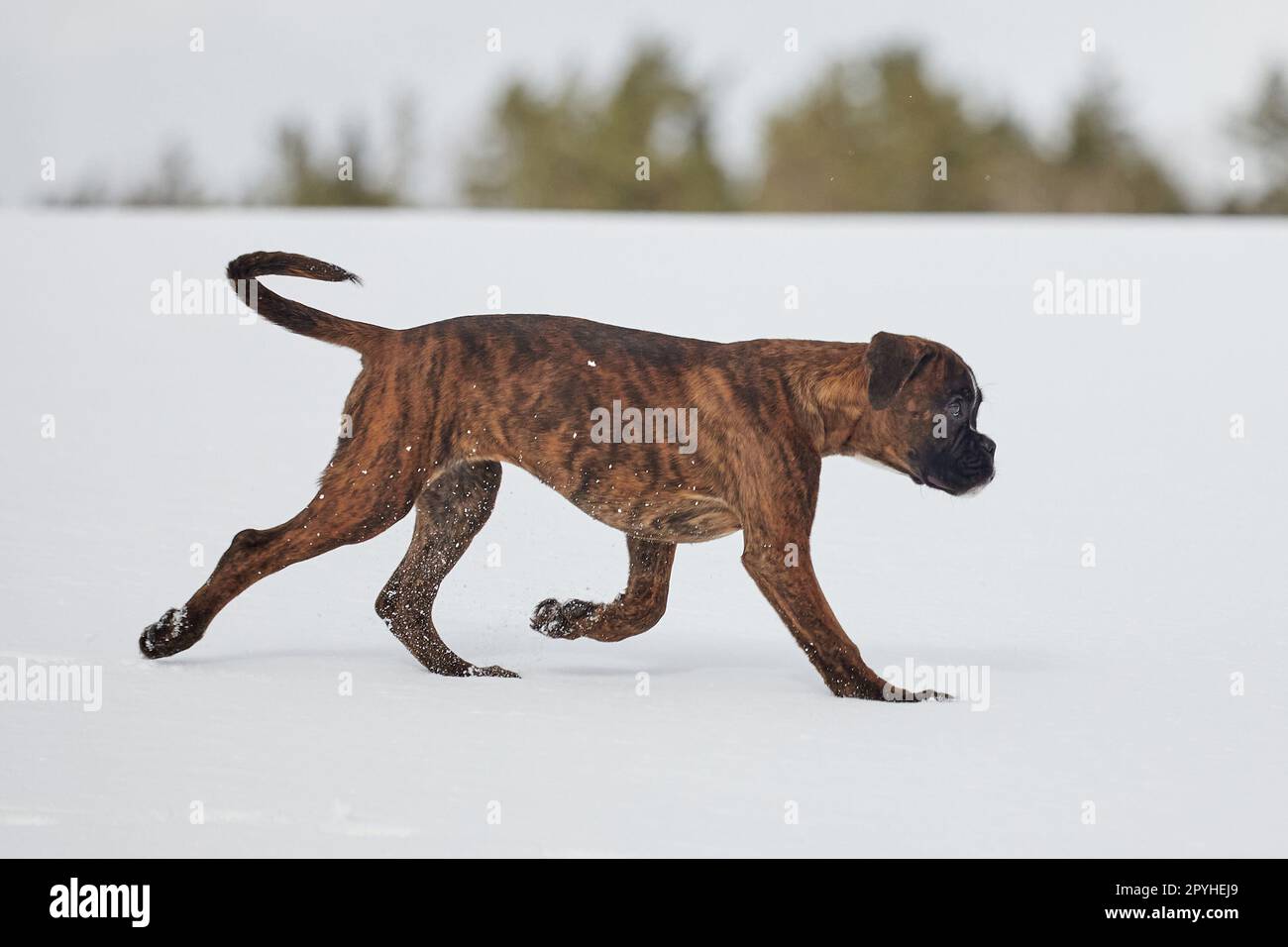 young tiger-colored boxer puppy froze on the run. photographing in winter in the snow. Stock Photo