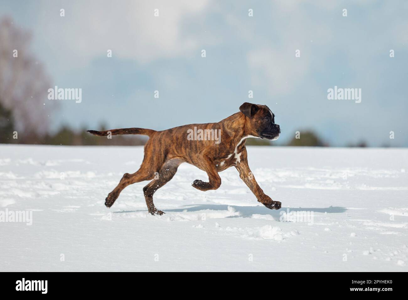 young tiger-colored boxer puppy froze on the run. photographing in winter in the snow. Stock Photo