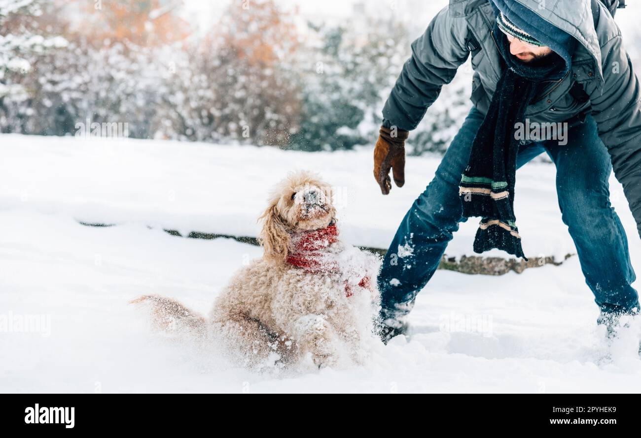 Snowball fight fun with pet and his owner in the snow. Winter holiday emotion Stock Photo Alamy