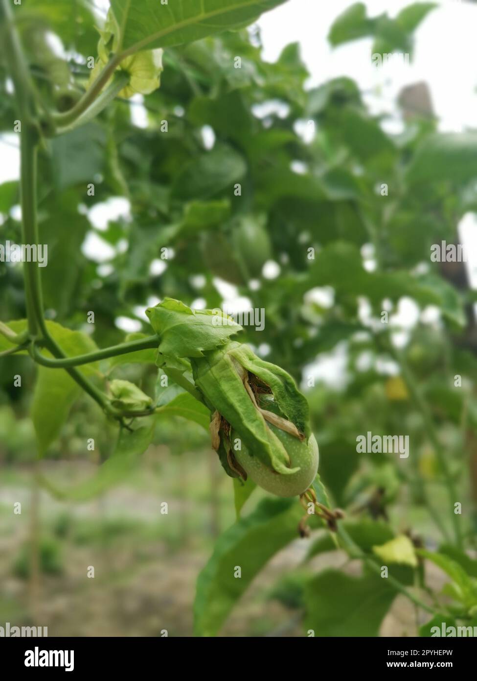 passiflora edulis creeping fruits hanging on the stem at the farm Stock Photo